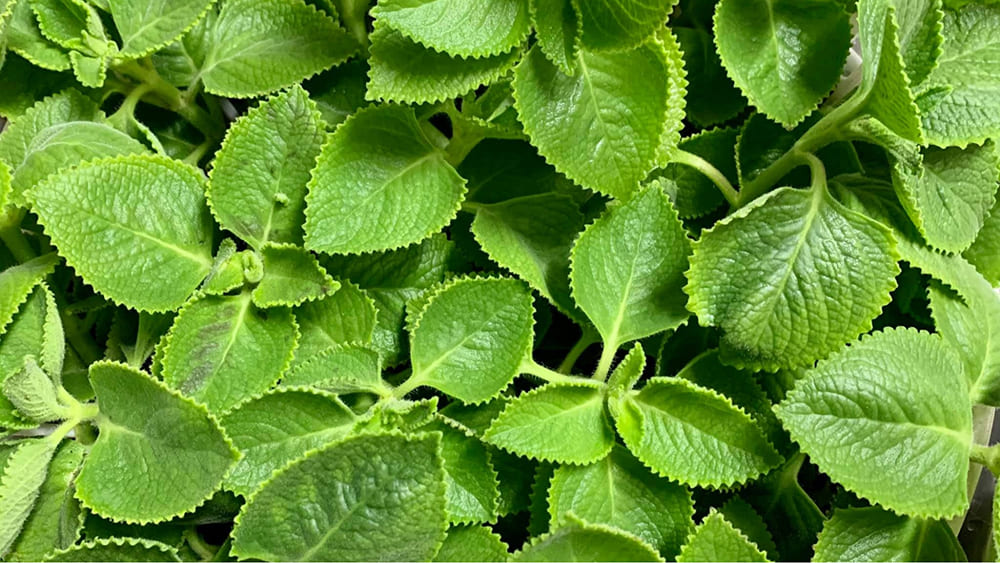 bài thuốc chữa ho cho người già